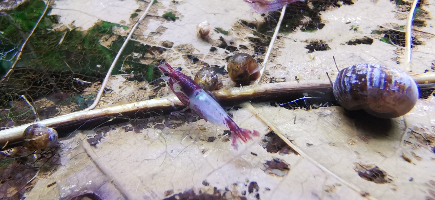 Neocaridina Red Blue Rilli mit Schnecken im Aquarium – deutsche Nachzucht von Garnelen-Pott.de Essen