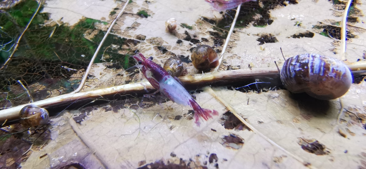 Neocaridina Red Blue Rilli mit Schnecken im Aquarium – deutsche Nachzucht von Garnelen-Pott.de Essen