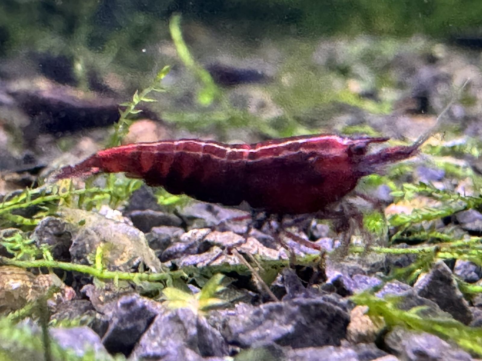 Neocaridina Red Onyx Garnele aus deutscher Nachzucht – Garnelen-Pott.de Essen
