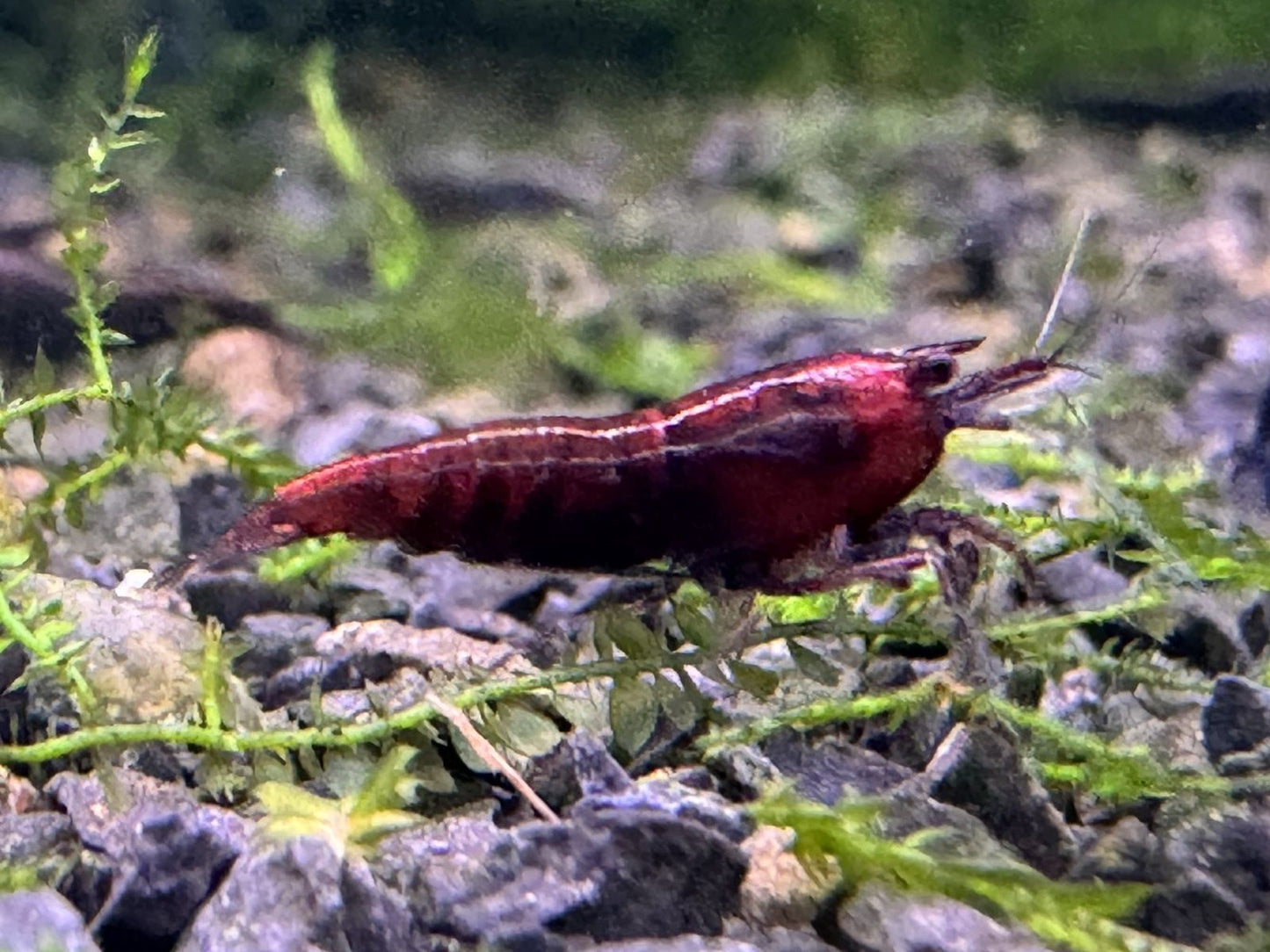 Neocaridina Red Onyx Garnele im Aquarium aus deutscher Nachzucht – Garnelen-Pott.de Essen