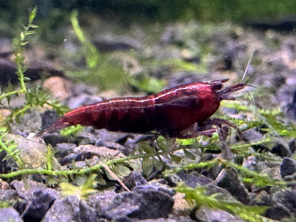 Neocaridina Red Onyx Garnele im Aquarium aus deutscher Nachzucht – Garnelen-Pott.de Essen