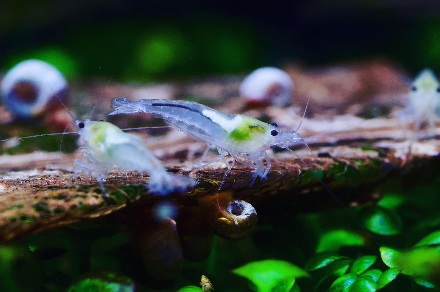 Neocaridina White Pearl aus deutscher Nachzucht – Garnelen-Pott.de Essen
