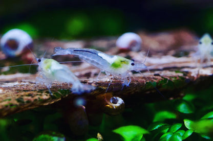 Neocaridina White Pearl aus deutscher Nachzucht – Garnelen-Pott.de Essen