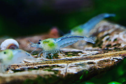 Neocaridina White Pearl Gruppe mit Schnecken auf einer Wurzel – deutsche Nachzucht von Garnelen-Pott.de Essen