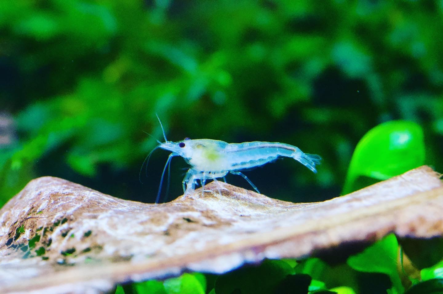 Neocaridina White Pearl Einzeltier vor grünen Pflanzen – deutsche Nachzucht von Garnelen-Pott.de Essen