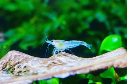Neocaridina White Pearl Einzeltier vor grünen Pflanzen – deutsche Nachzucht von Garnelen-Pott.de Essen