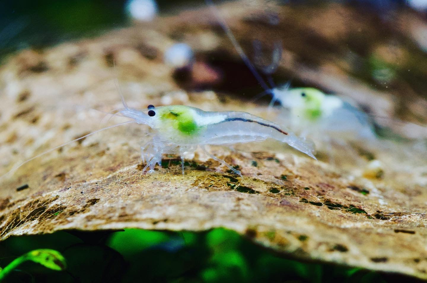 Neocaridina White Pearl zwei Tiere auf einem Blatt – deutsche Nachzucht von Garnelen-Pott.de Essen