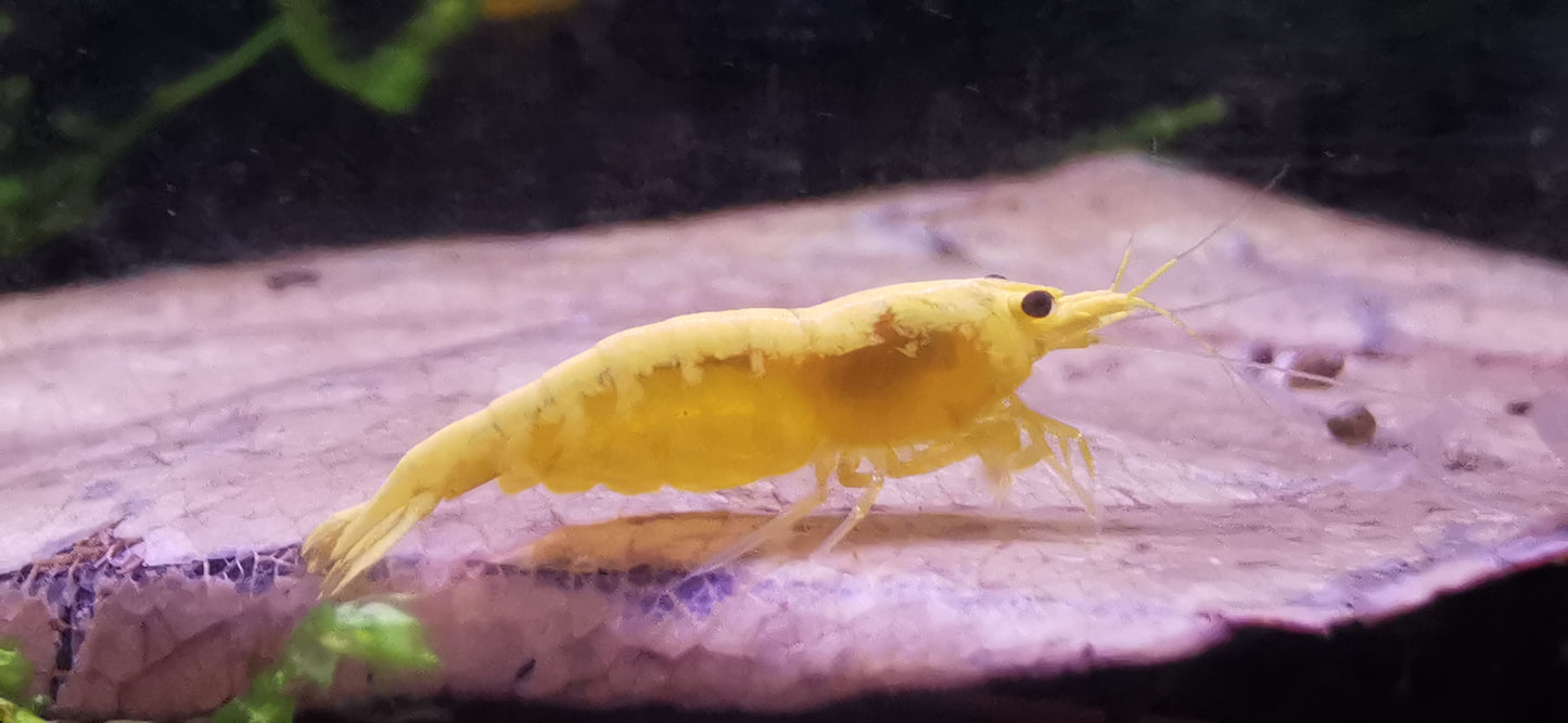 Neocaridina Yellow Fire Neon aus deutscher Nachzucht – Garnelen-Pott.de Essen