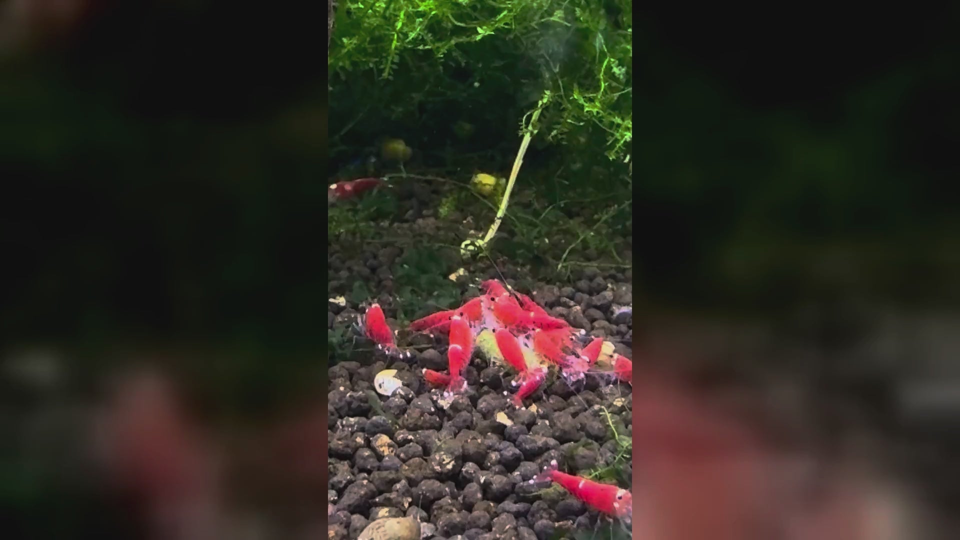 SHRIMPYS IronBite Spinat-Pellets werden von Super Crystal Red Garnelen gefressen – Garnelen-Pott.de Essen