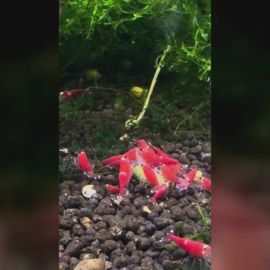 Super Crystal Red Garnelen fressen SHRIMPYS IronBite Spinat-Pellets – Garnelen-Pott.de Essen