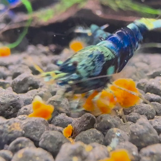 Video: Caridina Ocean Blue aus deutscher Nachzucht beim Fressen auf Soil – Garnelen-Pott.de Essen