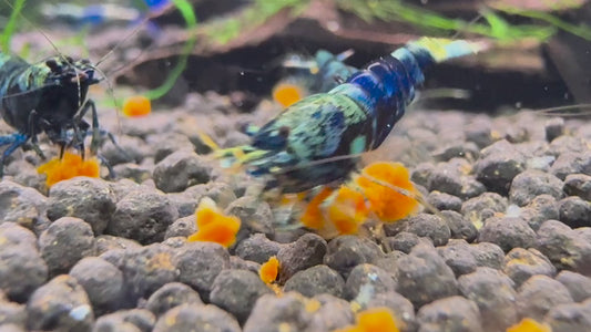 Video: Caridina Ocean Blue aus deutscher Nachzucht beim Fressen auf Soil – Garnelen-Pott.de Essen