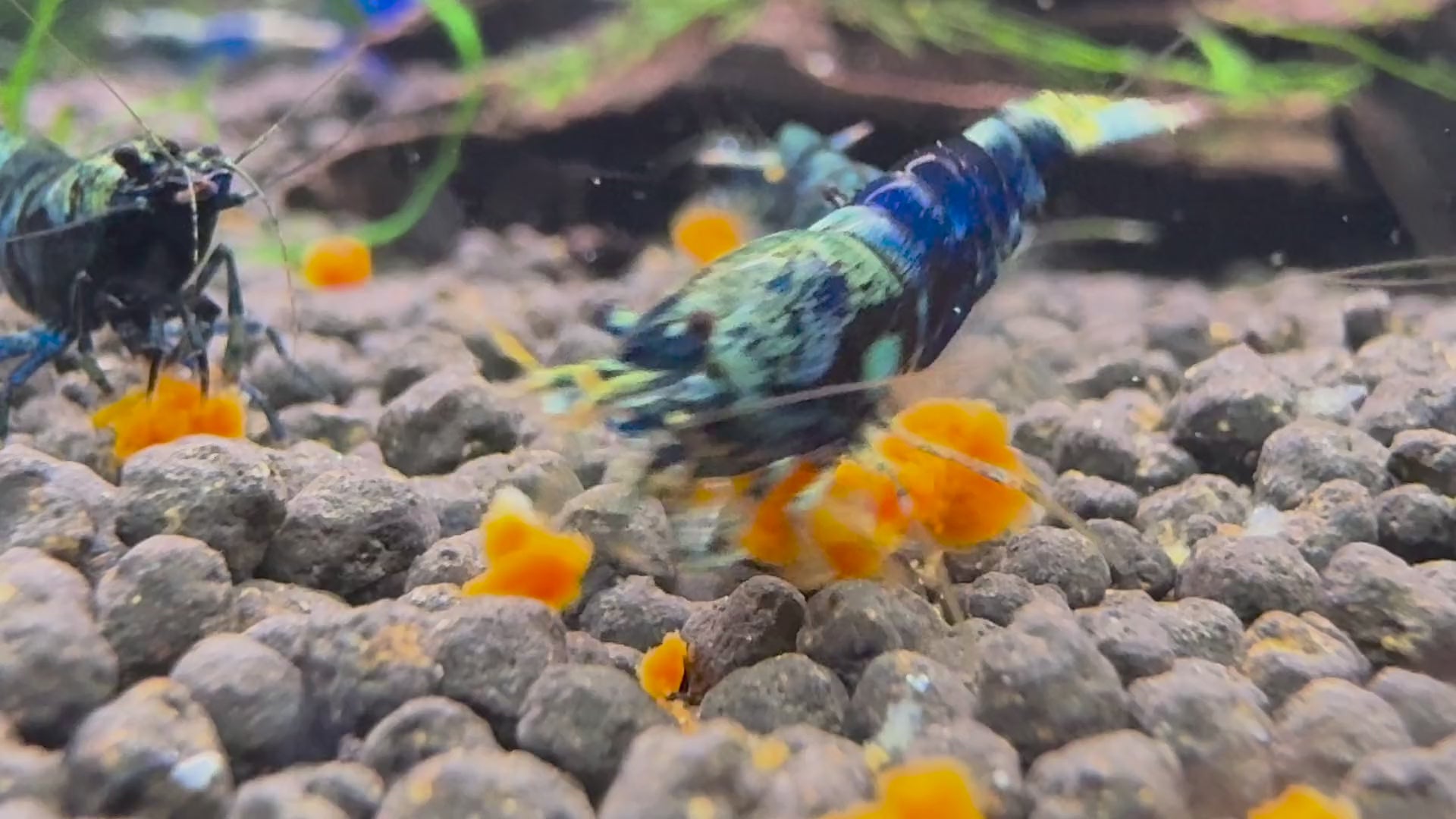 Video: Caridina Ocean Blue aus deutscher Nachzucht beim Fressen auf Soil – Garnelen-Pott.de Essen