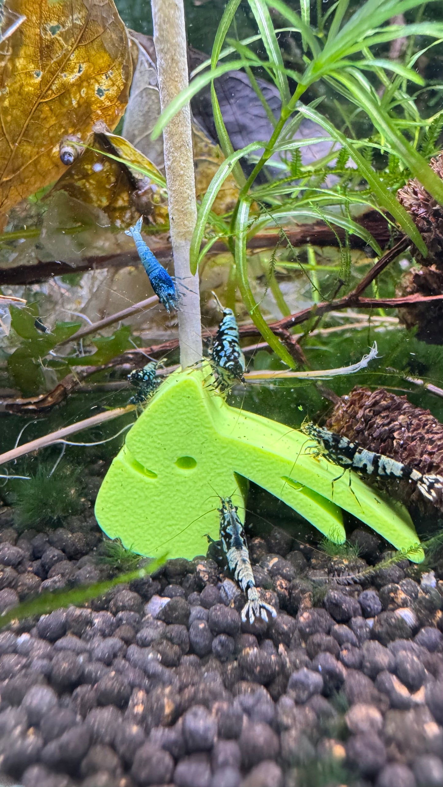 Grüner SHRIMPYS Lolli-Halter im Aquarium mit Garnelen – Garnelen-Pott.de Essen