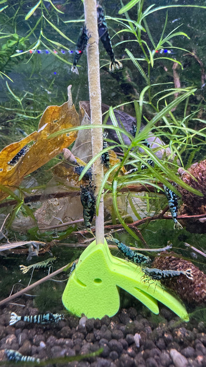 SHRIMPYS Lolli-Halter Grün im bepflanzten Aquarium - Garnelen-Pott.de Essen