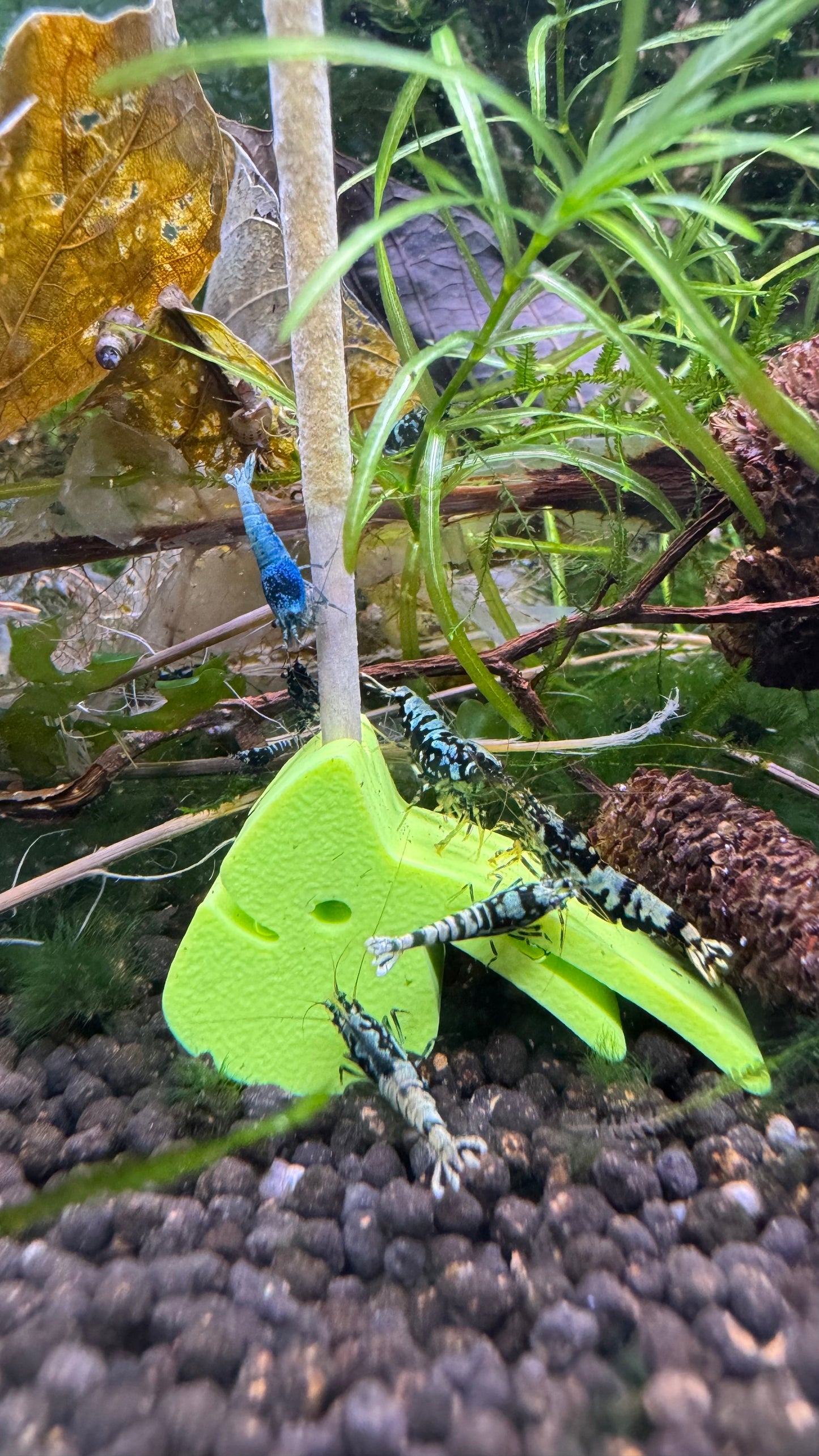 Grüner SHRIMPYS Lolli-Halter mit Caridina-Garnelen am Mineral-Lolli – Garnelen-Pott.de Essen