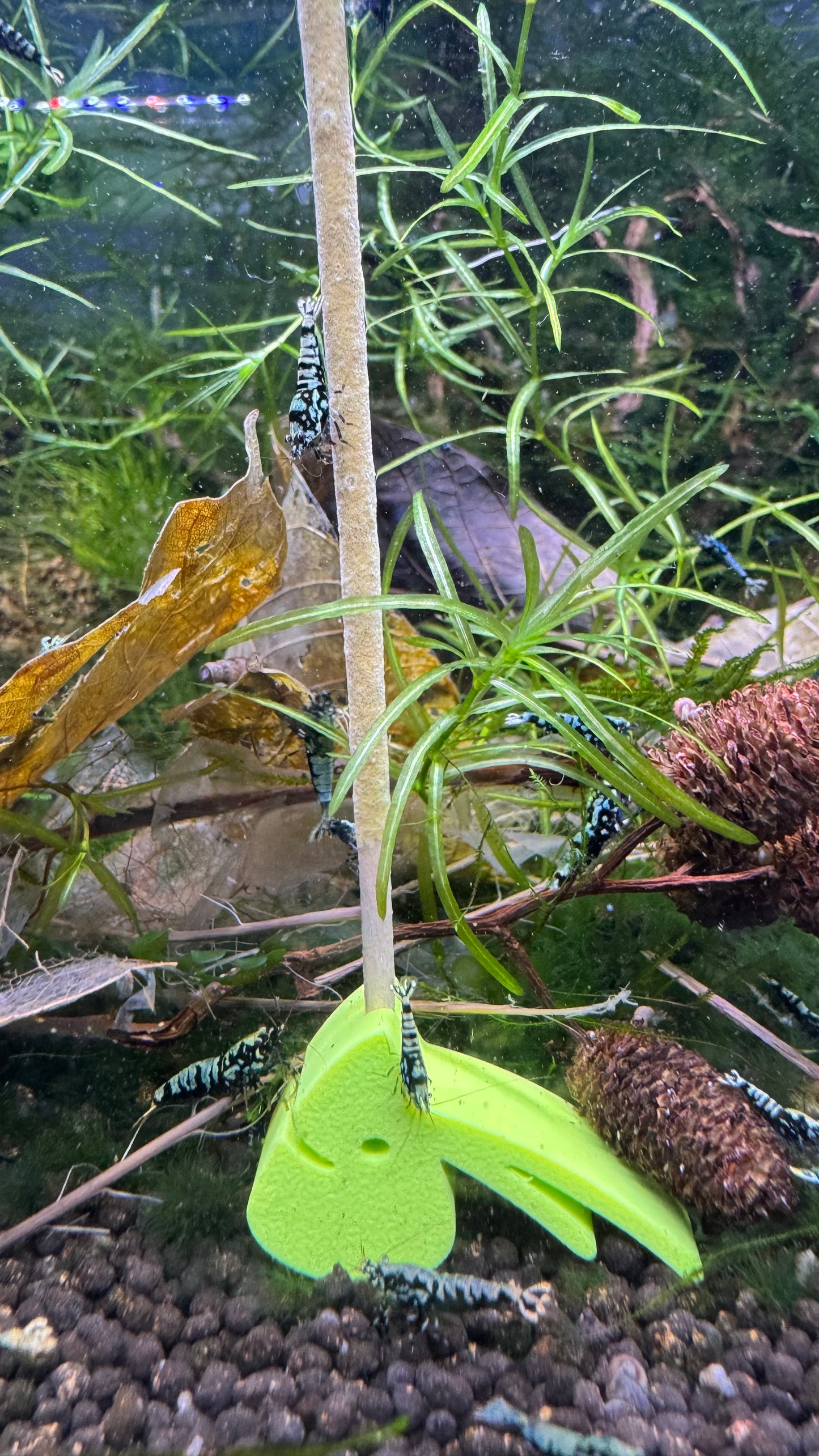 Grüner SHRIMPYS Lolli-Halter mit Caridina-Garnelen am Mineral-Lolli - Garnelen-Pott.de Essen
