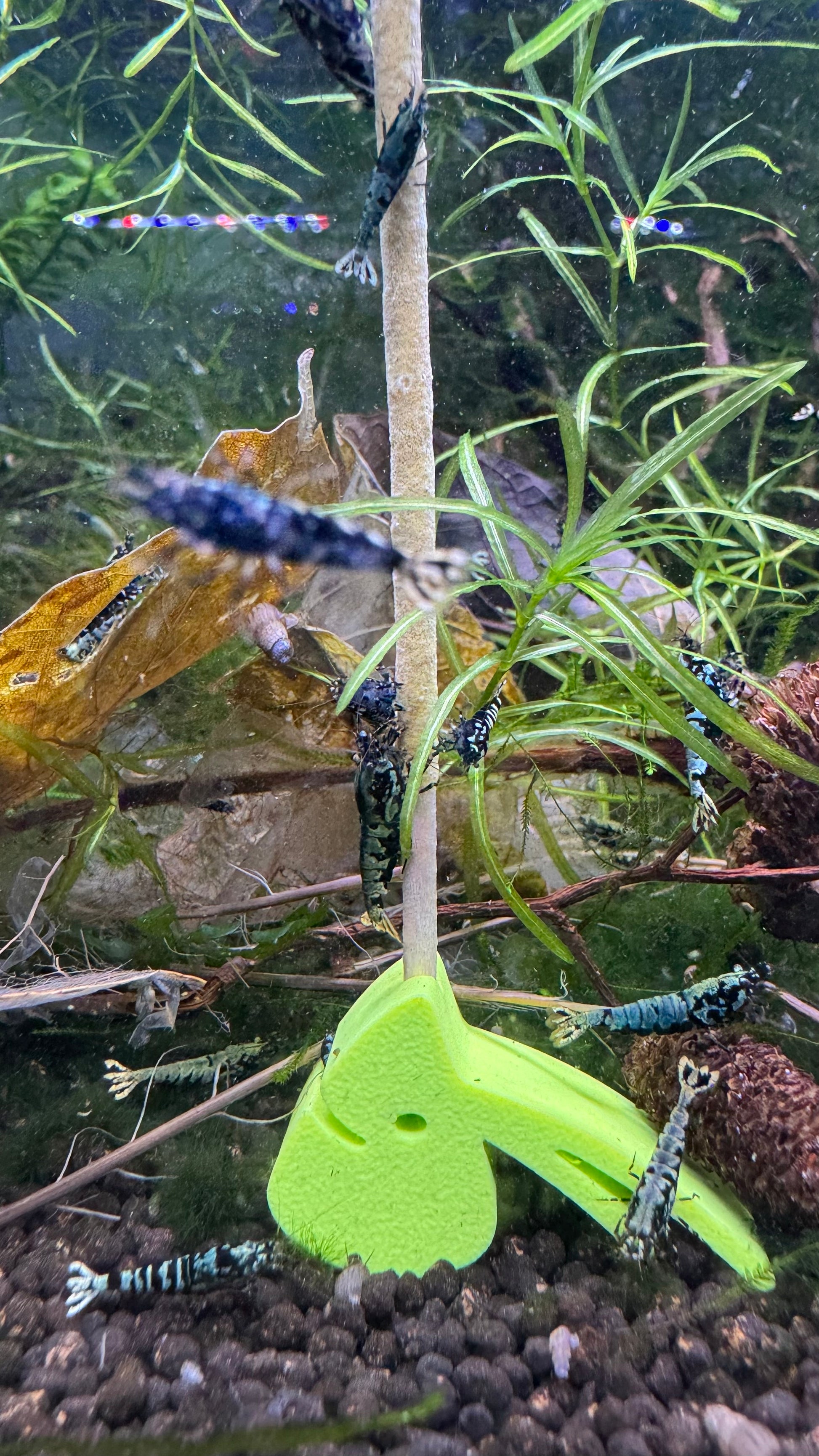 SHRIMPYS Lolli-Halter Grün mit Caridina-Garnelen am Lolli im Garnelen-Aquarium - Garnelen-Pott.de Essen