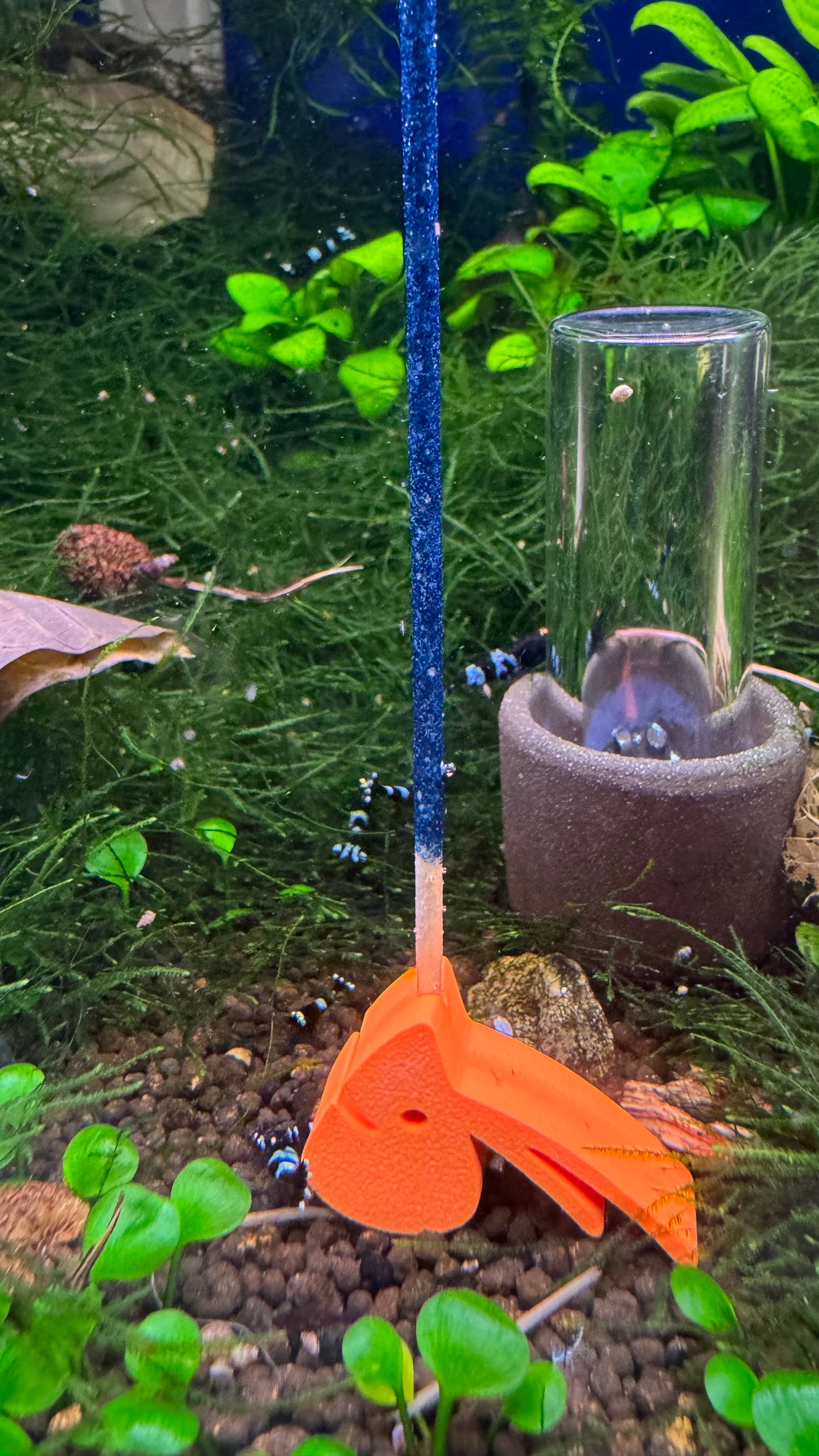 SHRIMPYS Lolli-Halter Orange mit blauem Mineral-Lolli im bepflanzten Aquarium – Garnelen-Pott.de Essen