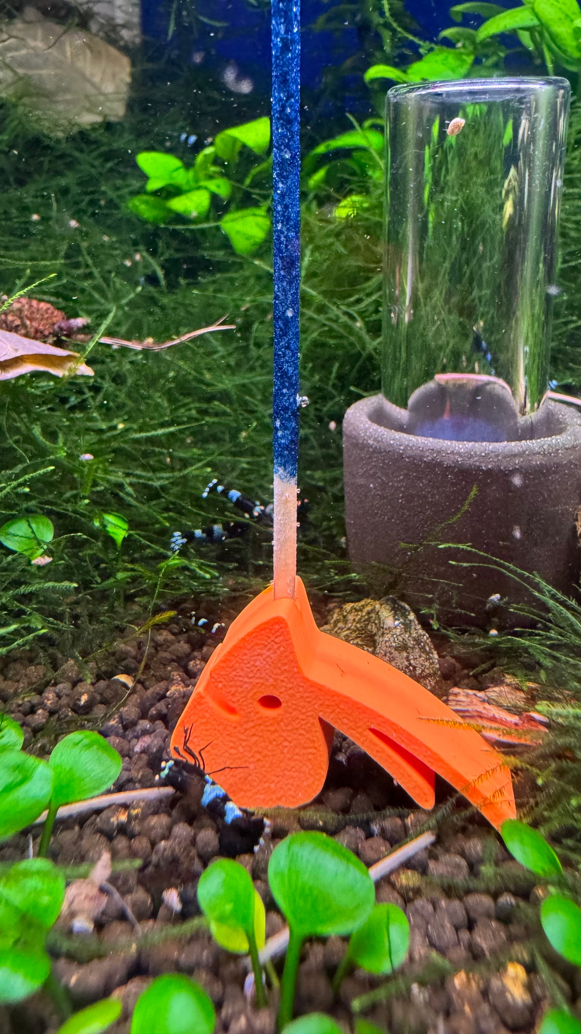 Oranger SHRIMPYS Lolli-Halter mit blauem Mineral-Lolli im Aquarium – Garnelen-Pott.de Essen